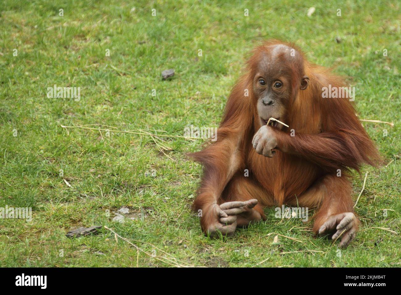 Junger (Hominidae) Borneo-Orang-Utan, Jungtier, sitzen, Pongo, Orang ...