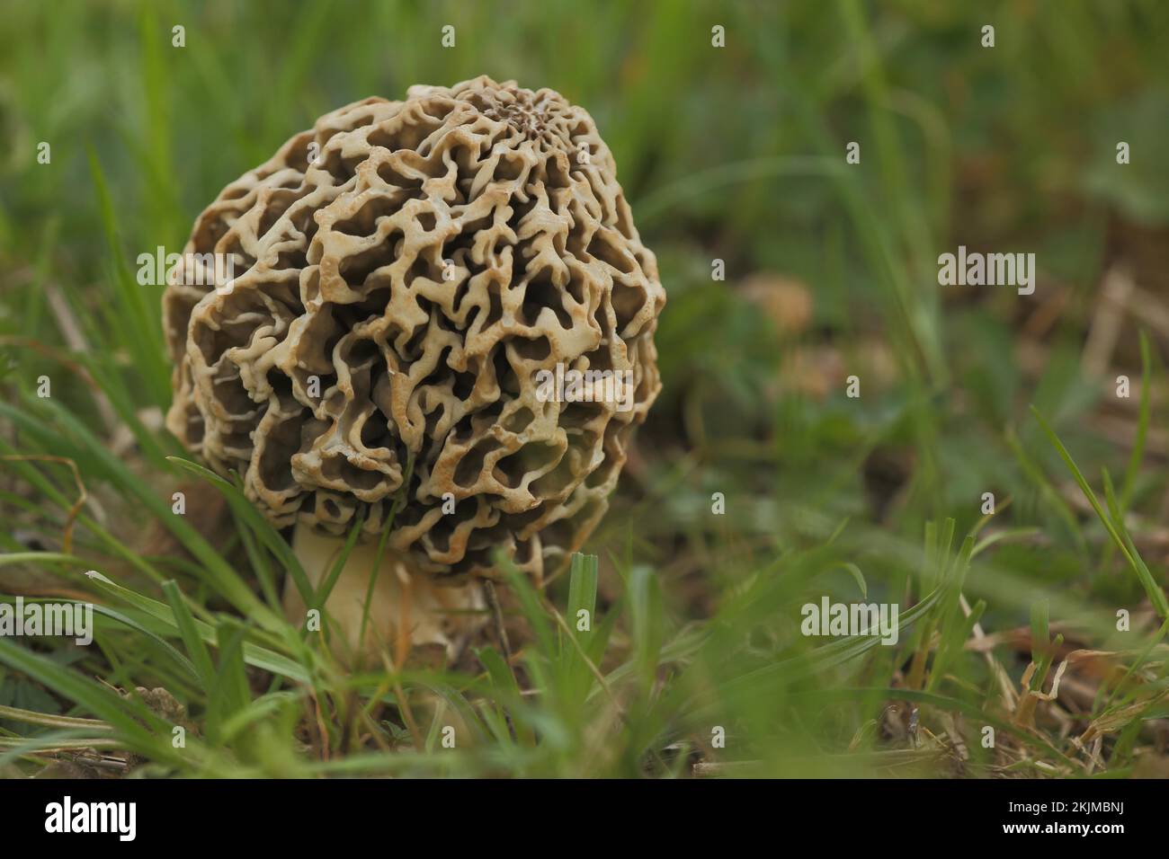 Grey edible morel, common morel, morels (Morchella vulgaris), morel