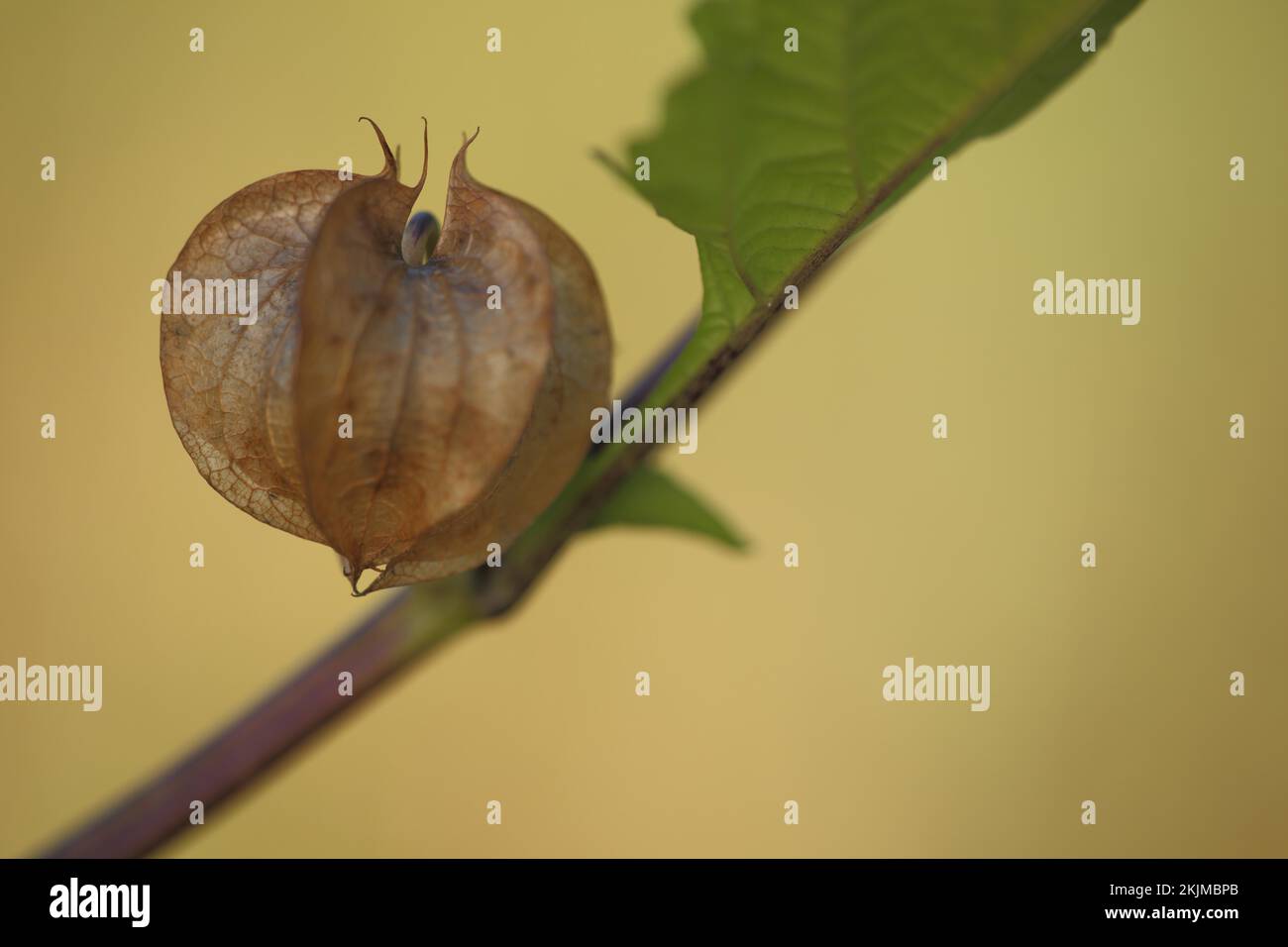 Detail of Bladder Cherry, Common Jew's Cherry, Nature, Lampion, Fruit Capsule, Fruit, japanese-lantern (Physalis alkekengi), Jew's Cherry, Poisonous P Stock Photo
