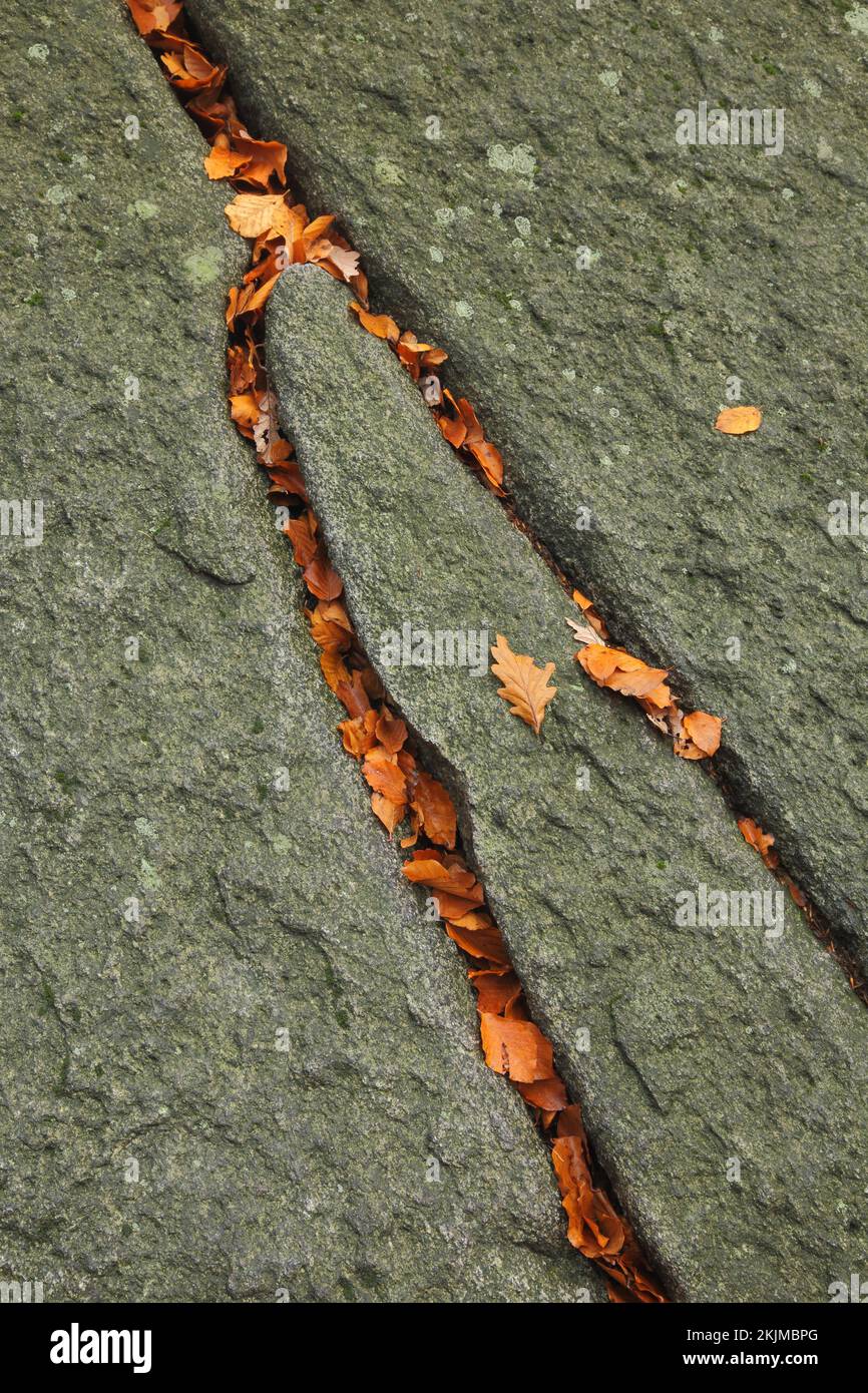 Rock with grooves, furrows, groove, leaves, autumn, branching, two