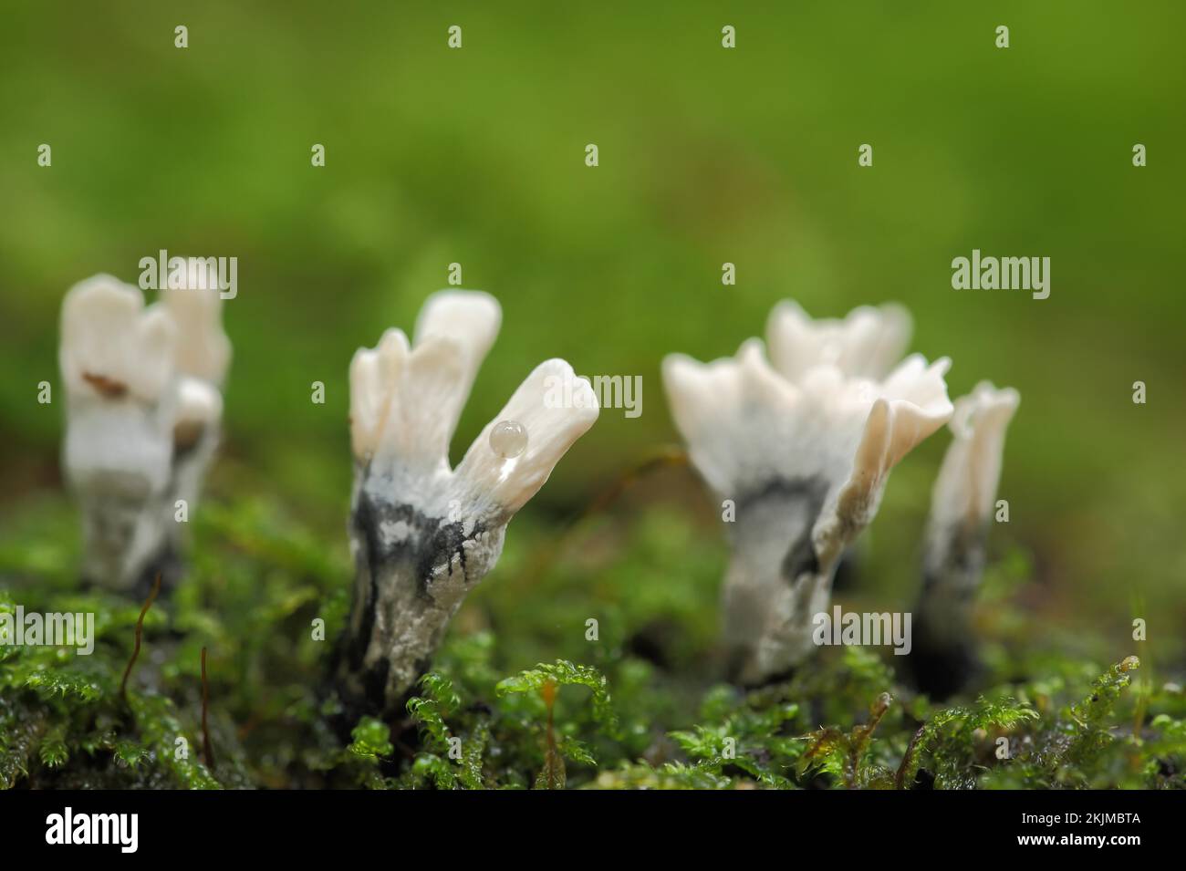 Candlestick fungus (Xylaria hypoxylon), four, water drop, moss, blur, wood clubs, wood club, Xylaria, wood club relatives, Xylariaceae, wood club rela Stock Photo