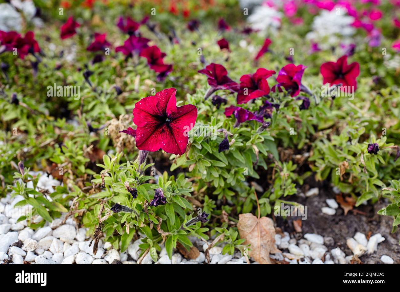 Petunia hybrid hires stock photography and images Alamy