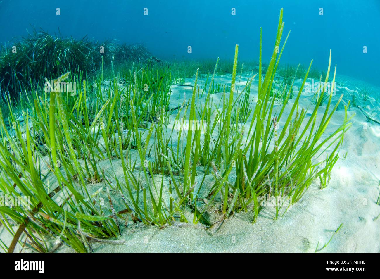 Cymodocea nodosa seagrass, Kokkini Hani, Crete Stock Photo