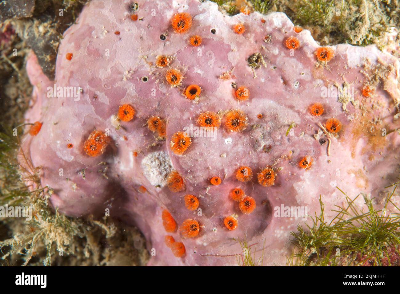 Red boring sponge (Pione vastifica), 'côte agathoise' Marine Protected Area, gulf of Lion, Cap d'Agde, France, Europe Stock Photo