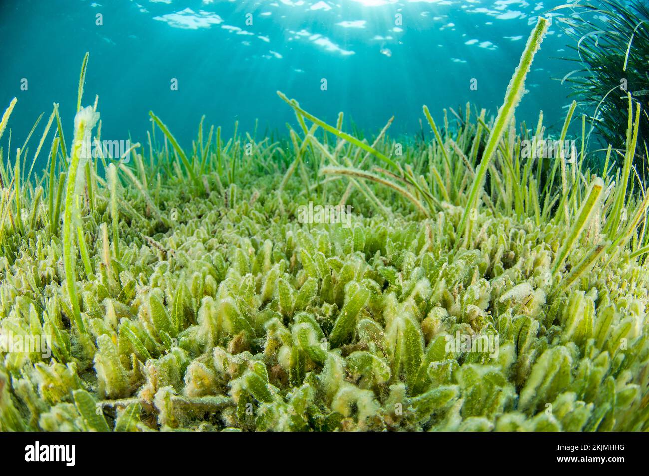 Lessepsian seagrass species Halophila stipulacea, Kokkini Hani, Crete Stock Photo