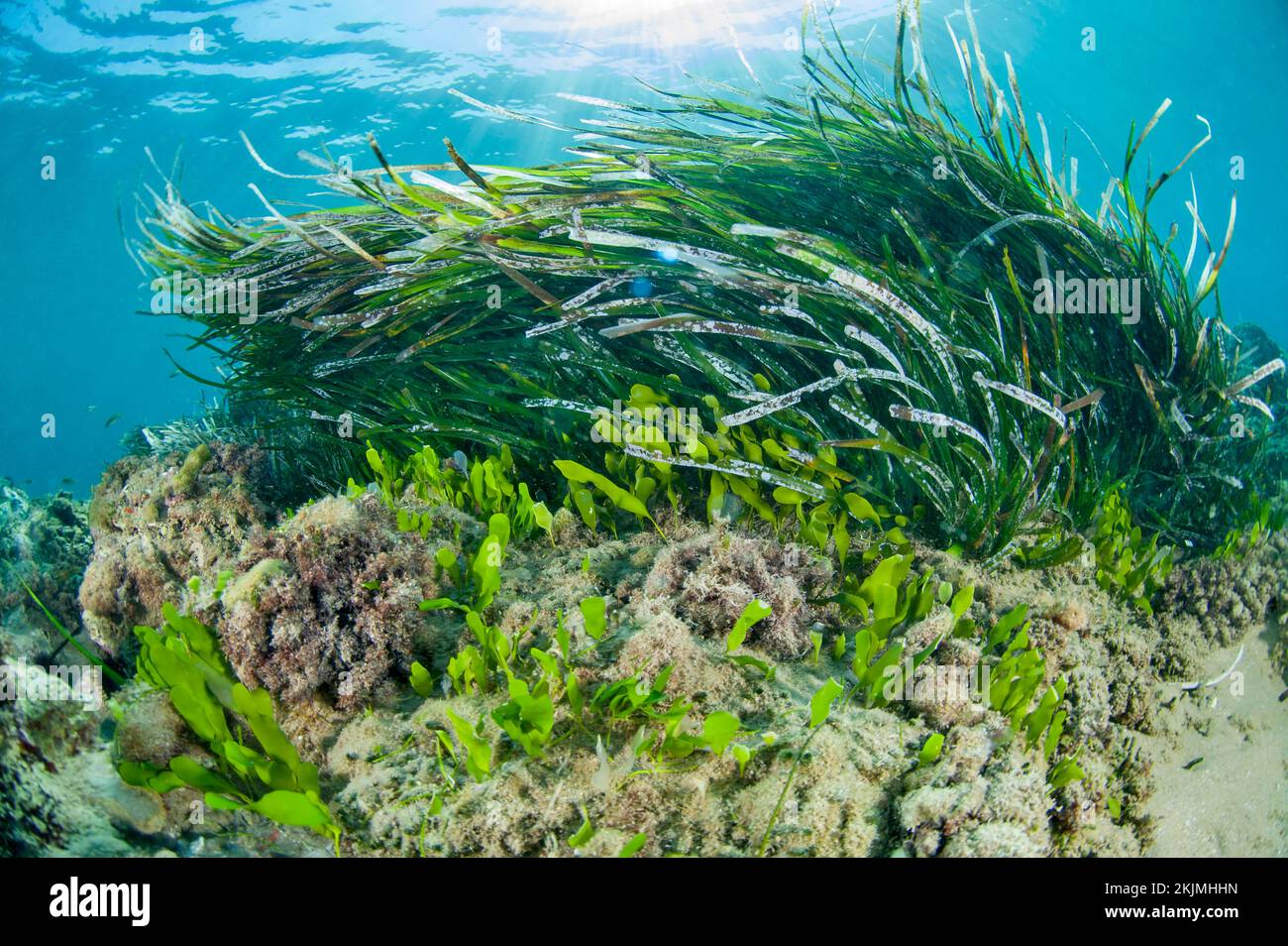 (Posidonia oceanica) seagrass meadow and green alga Caulerpa prolifera ...