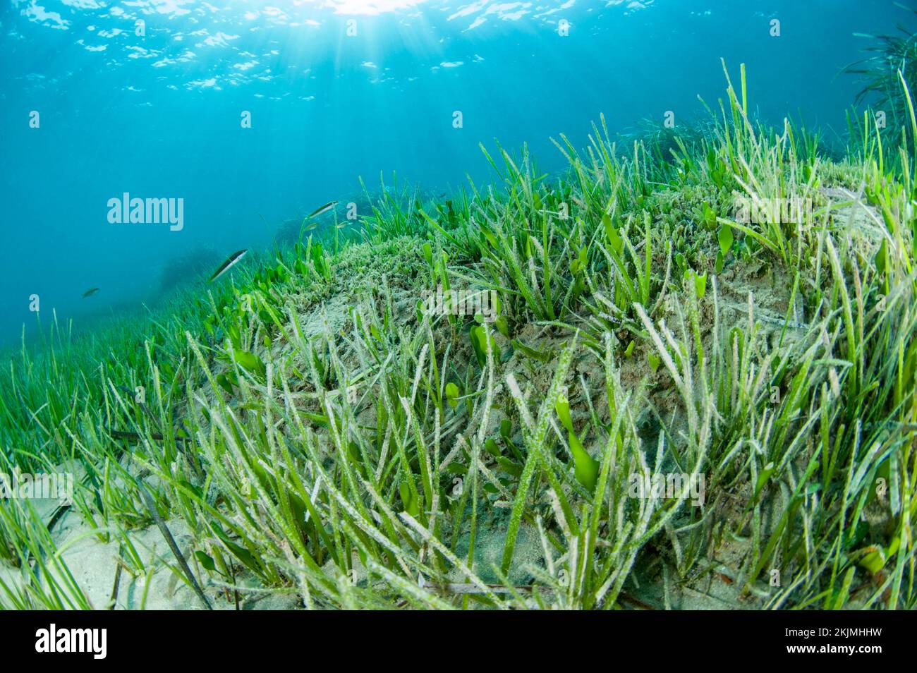 Cymodocea nodosa seagrass meadow with green alga Caulerpa prolifera, Kokkini Hani, Crete Stock Photo
