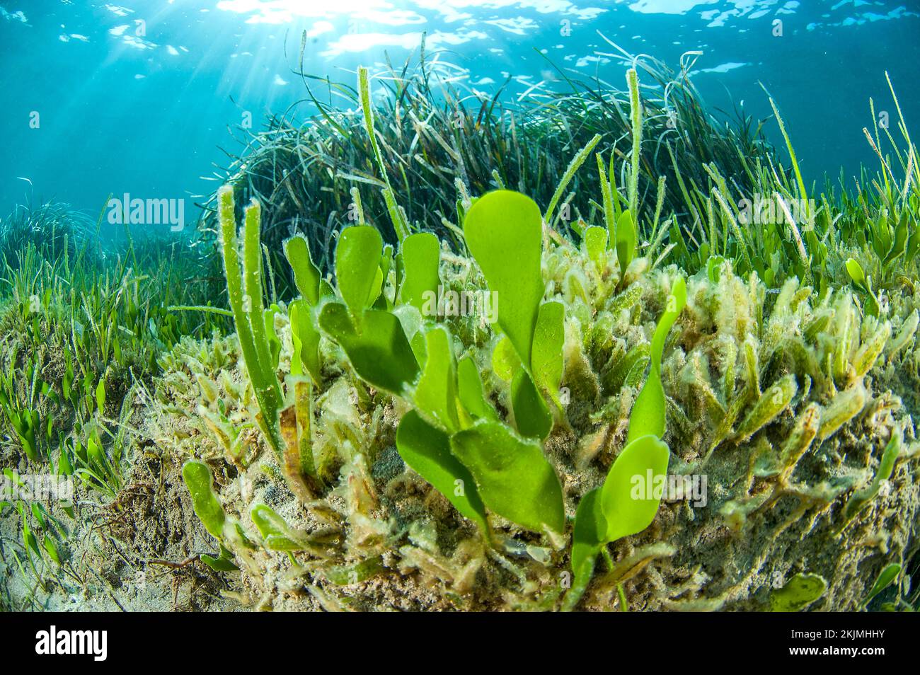 Green alga Caulerpa prolifera and Halophila stipulacea seagrass, Kokkini Hani, Crete Stock Photo