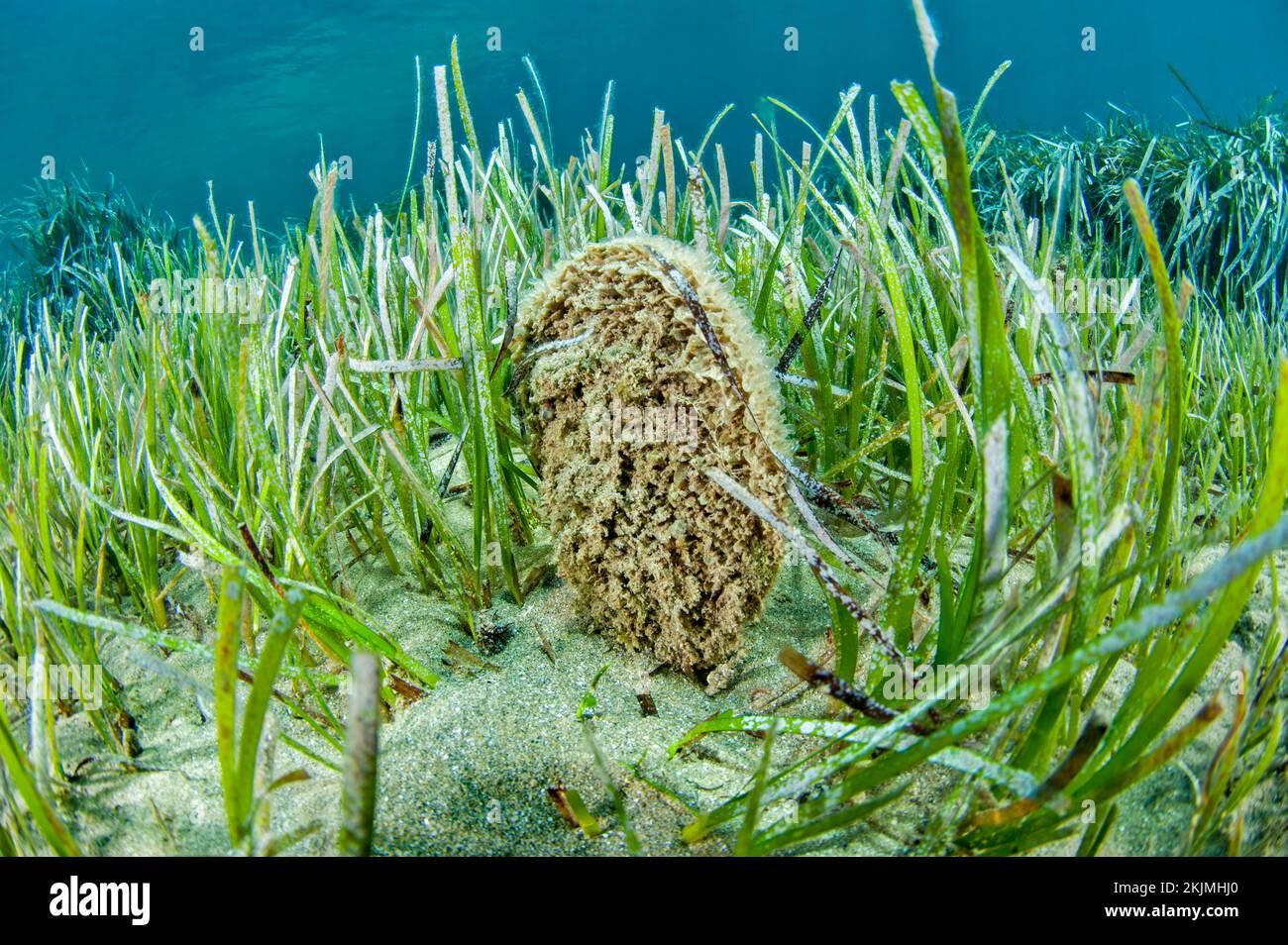 Critically endangered mediterranean fan mussel (Pinna nobilis) in a Cymodocea nodosa seagrass meadow, Kokkini Hani, Crete Stock Photo