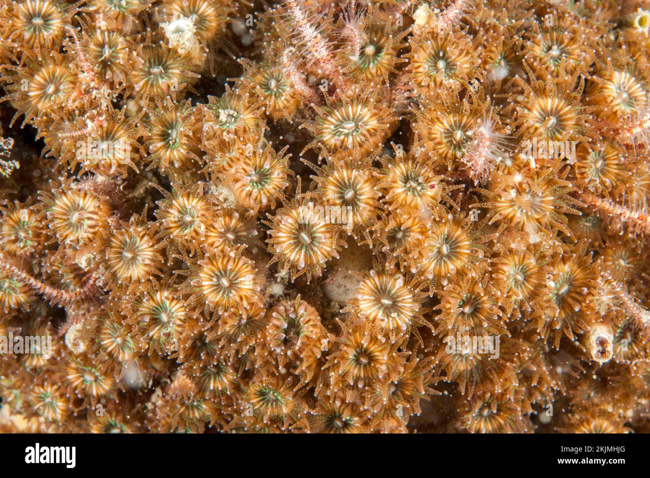 Cladocora coral (Cladocora caespitosa) . 'côte agathoise' Marine Protected Area, gulf of Lion, Cap d'Agde, France, Europe Stock Photo