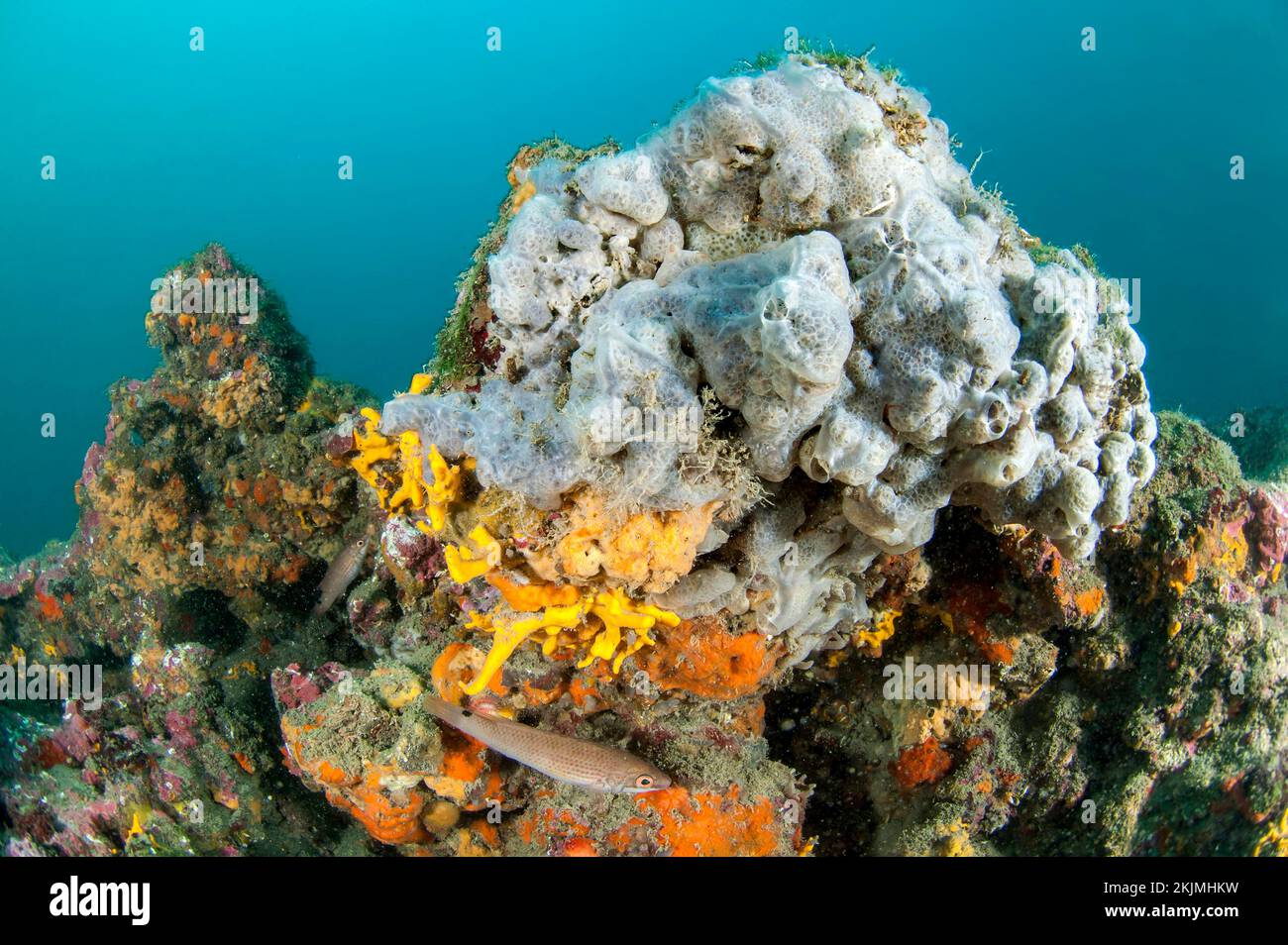Large tube sponge hi-res stock photography and images - Alamy