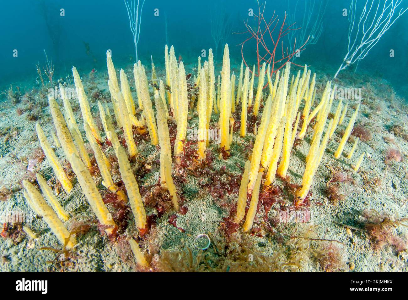Brush sponge Ciocalypta penicillus, 'côte agathoise' Marine Protected Area, gulf of Lion, Cap d'Agde, France, Europe Stock Photo