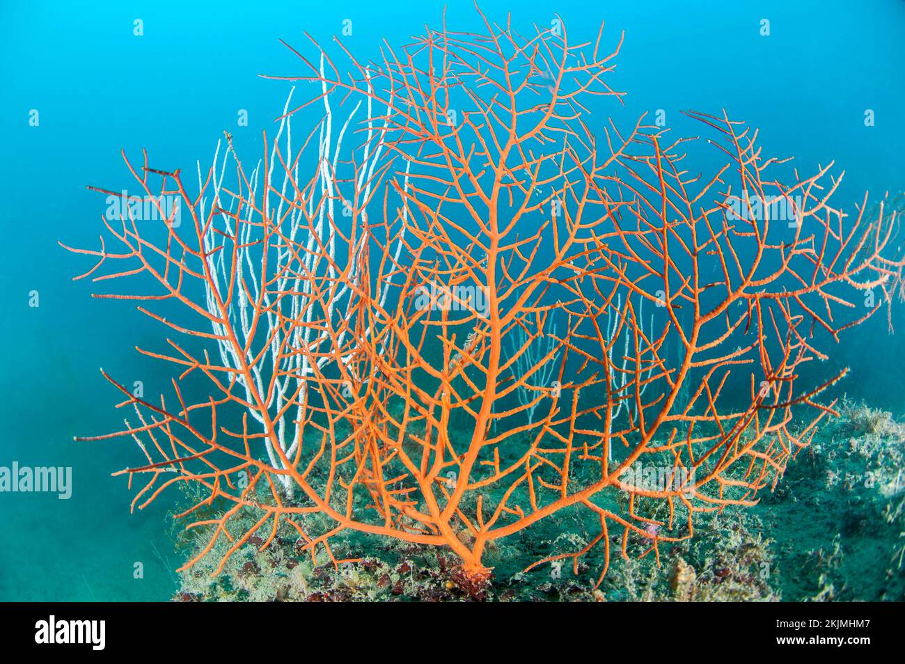 Orange gorgonian Leptogorgia sarmentosa, 'côte agathoise' Marine Protected Area, gulf of Lion, Cap d'Agde, France, Europe Stock Photo