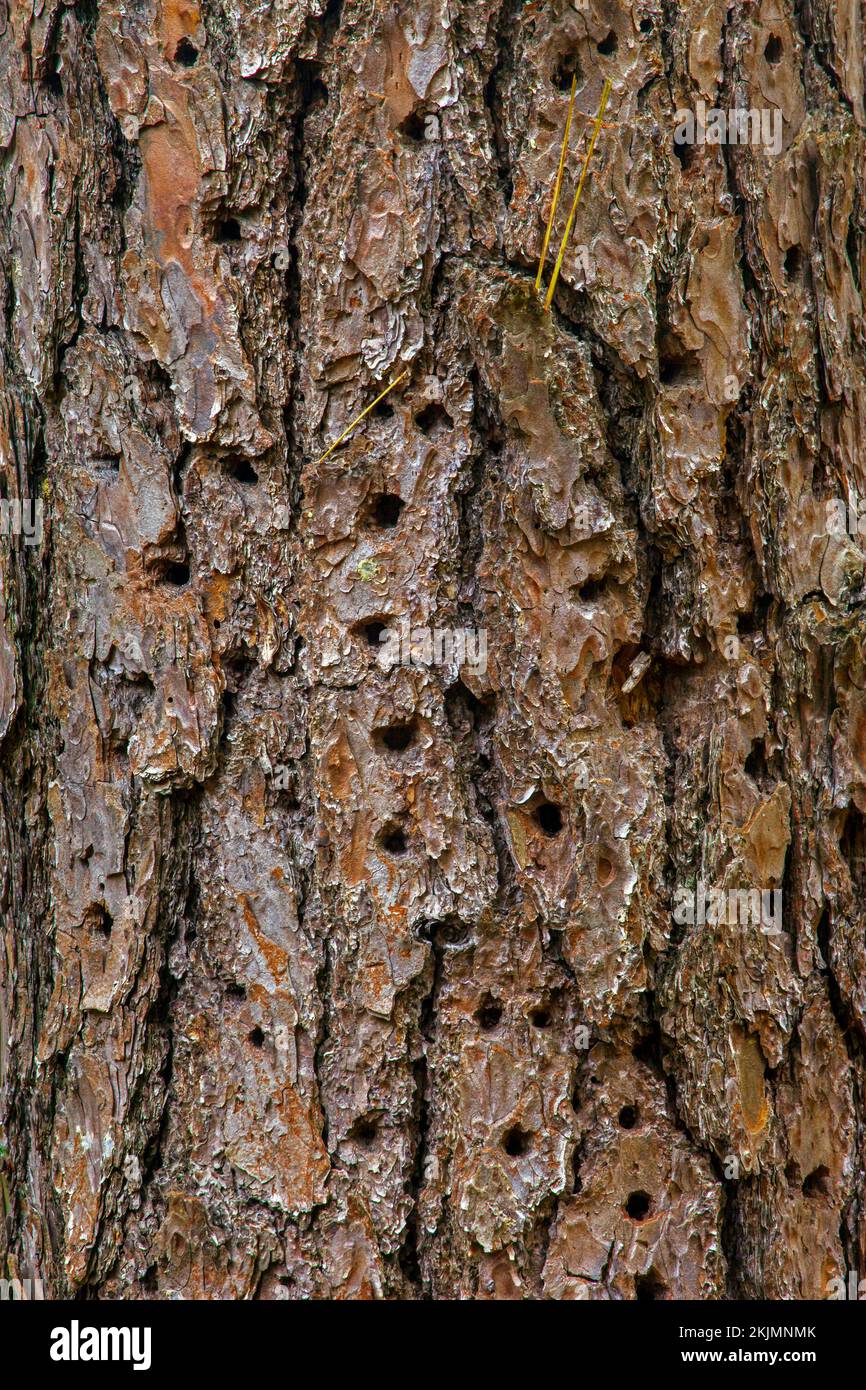 Pitch Pine, Pinus rigida, bark with woodpecker holes in Pennsylvania's Pocono Mountains Stock Photo