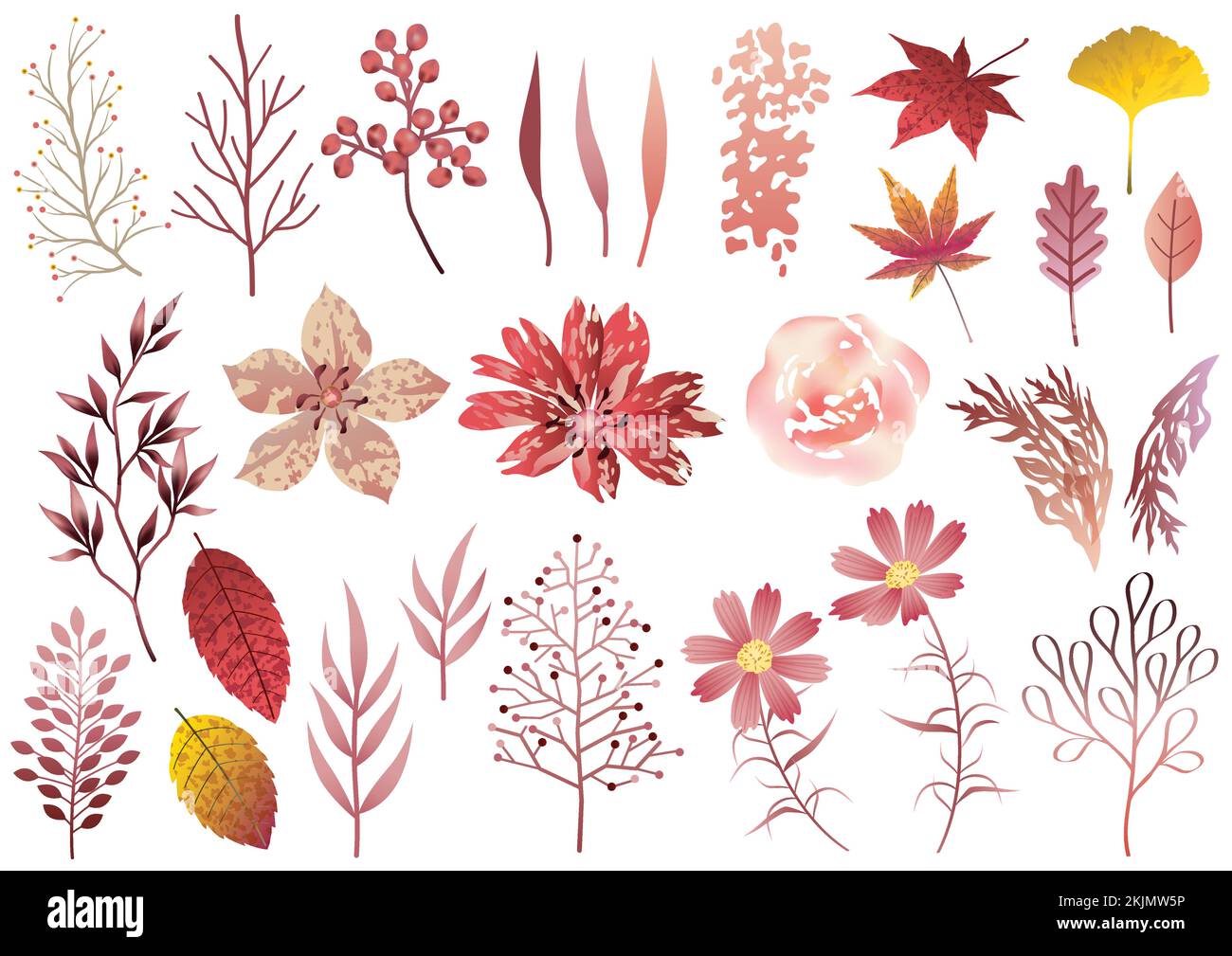 Set Of Botanical Elements Isolated On A White Background. Vector Illustration. Stock Vector