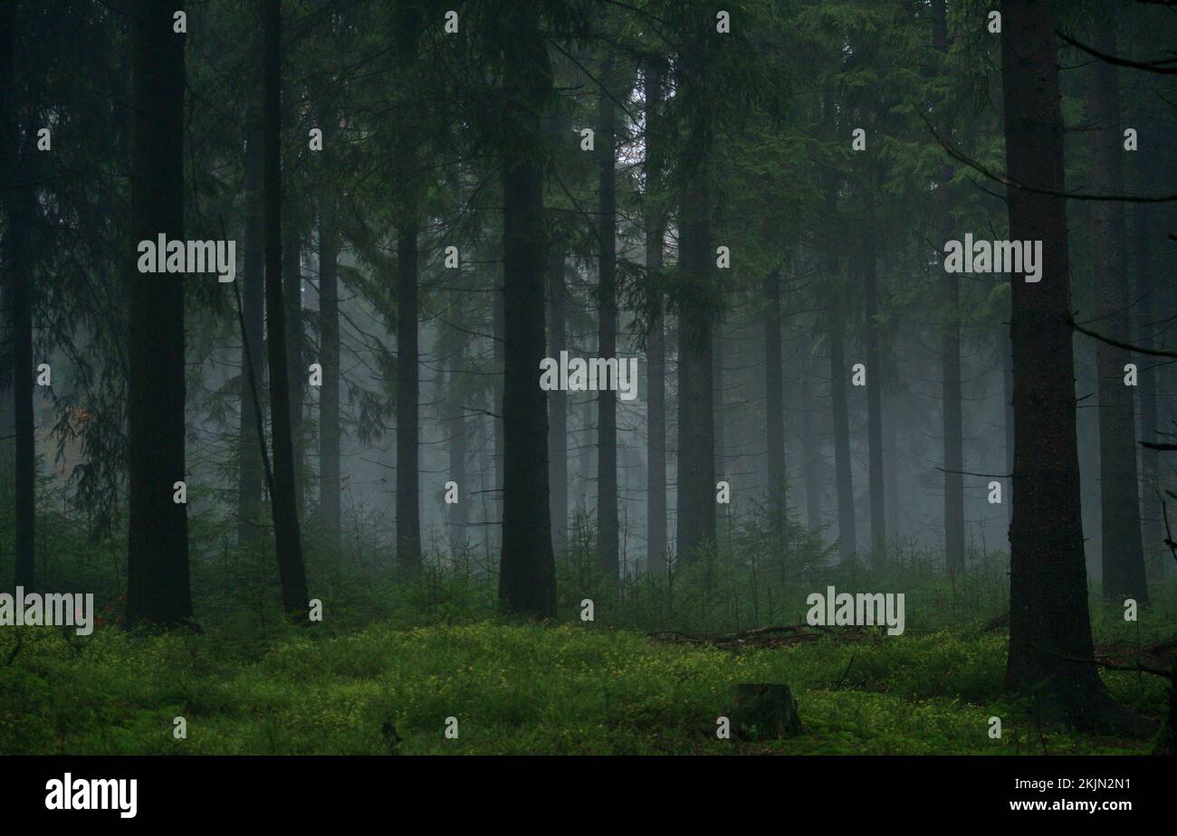 Forest surrounded dense trees hi-res stock photography and images - Alamy