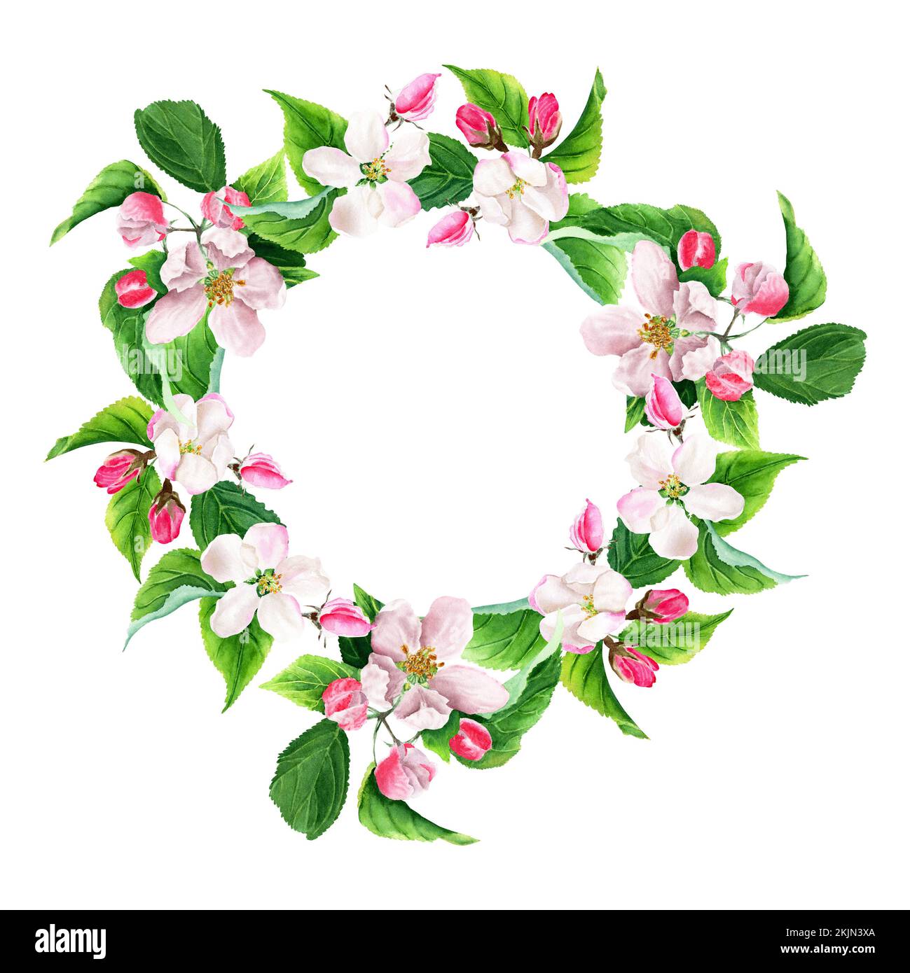 Apple tree blooming wreath. Hand drawv watercolor botanical