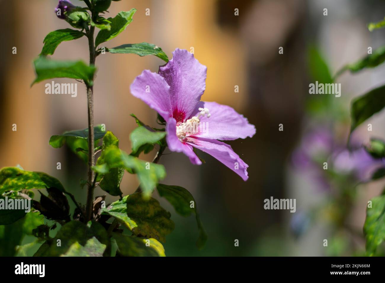 A purple flower in the garden with blurry background Stock Photo - Alamy