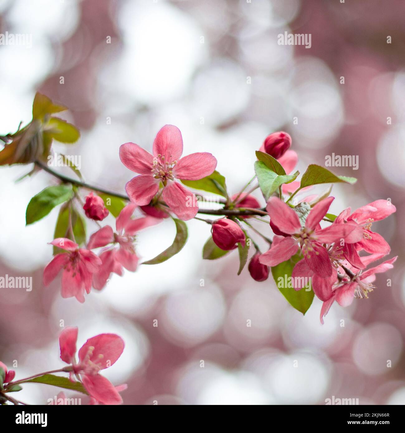 A pink cherry blossom with blurry background Stock Photo - Alamy