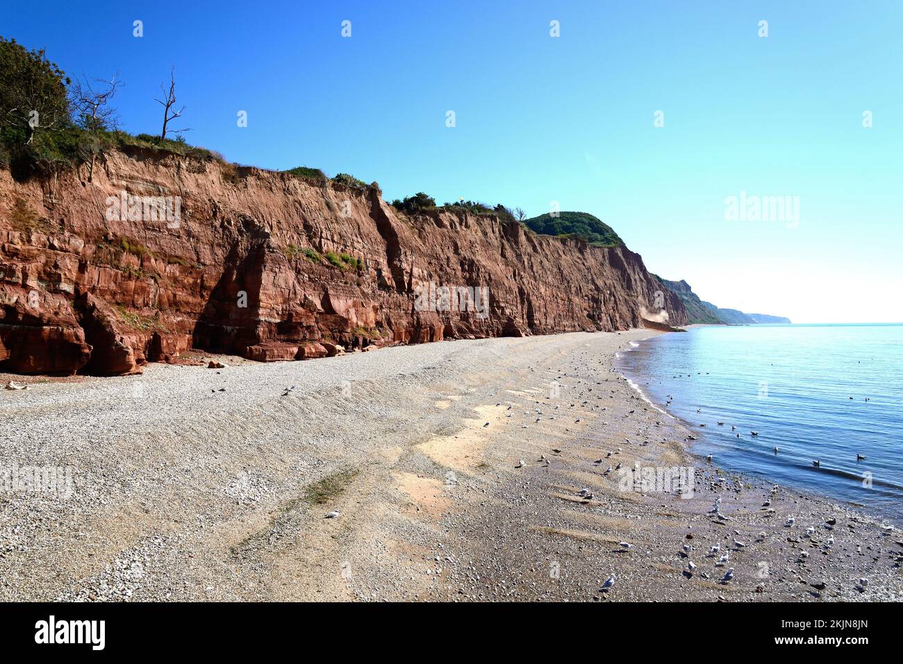View of the beach and cliffs at Pennington Point, Sidmouth, Devon, UK, Europe, Stock Photo