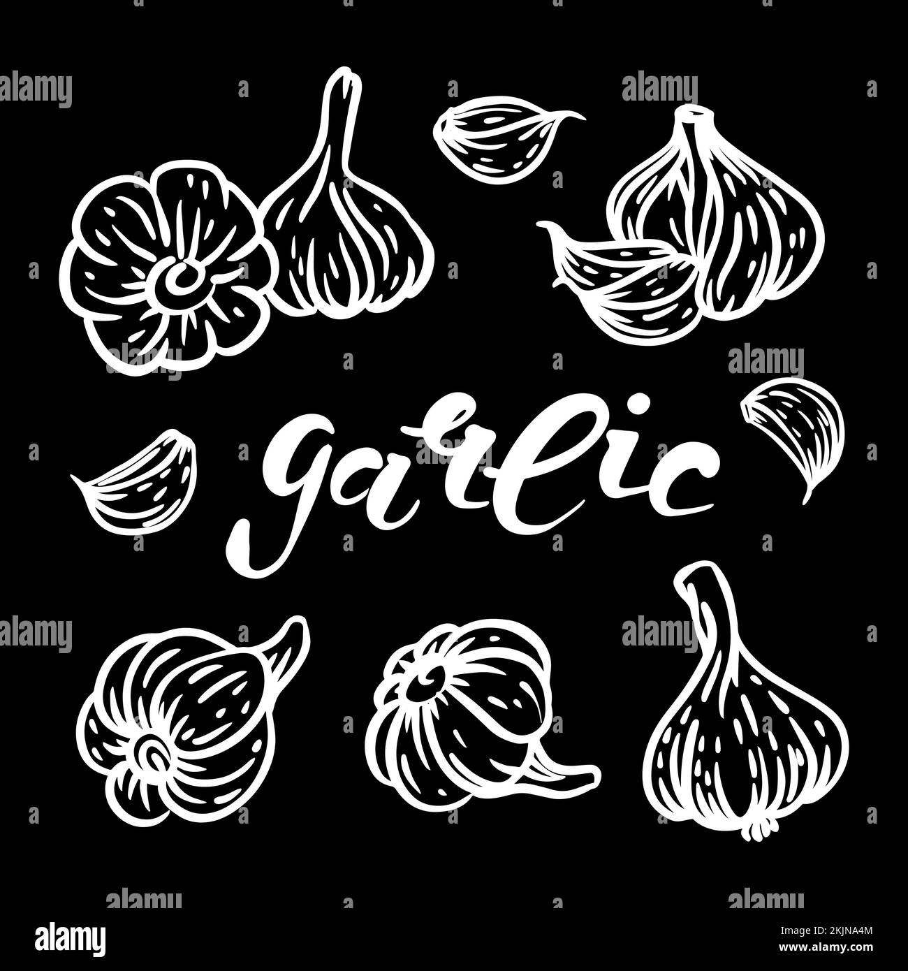 GARLIC LETTERING Spicy Seasoning For Design Menu Of Restaurant Grocery Store And Food Market In Monochrome Sketch Clip Art Vector Illustration Set For Stock Vector