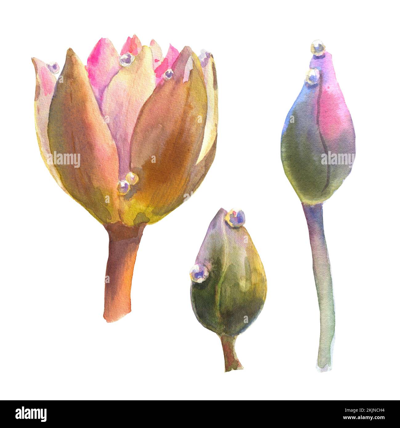Watercolor set of water lily buds, watercolor illustration isolated on white background hand drawing. Stock Photo