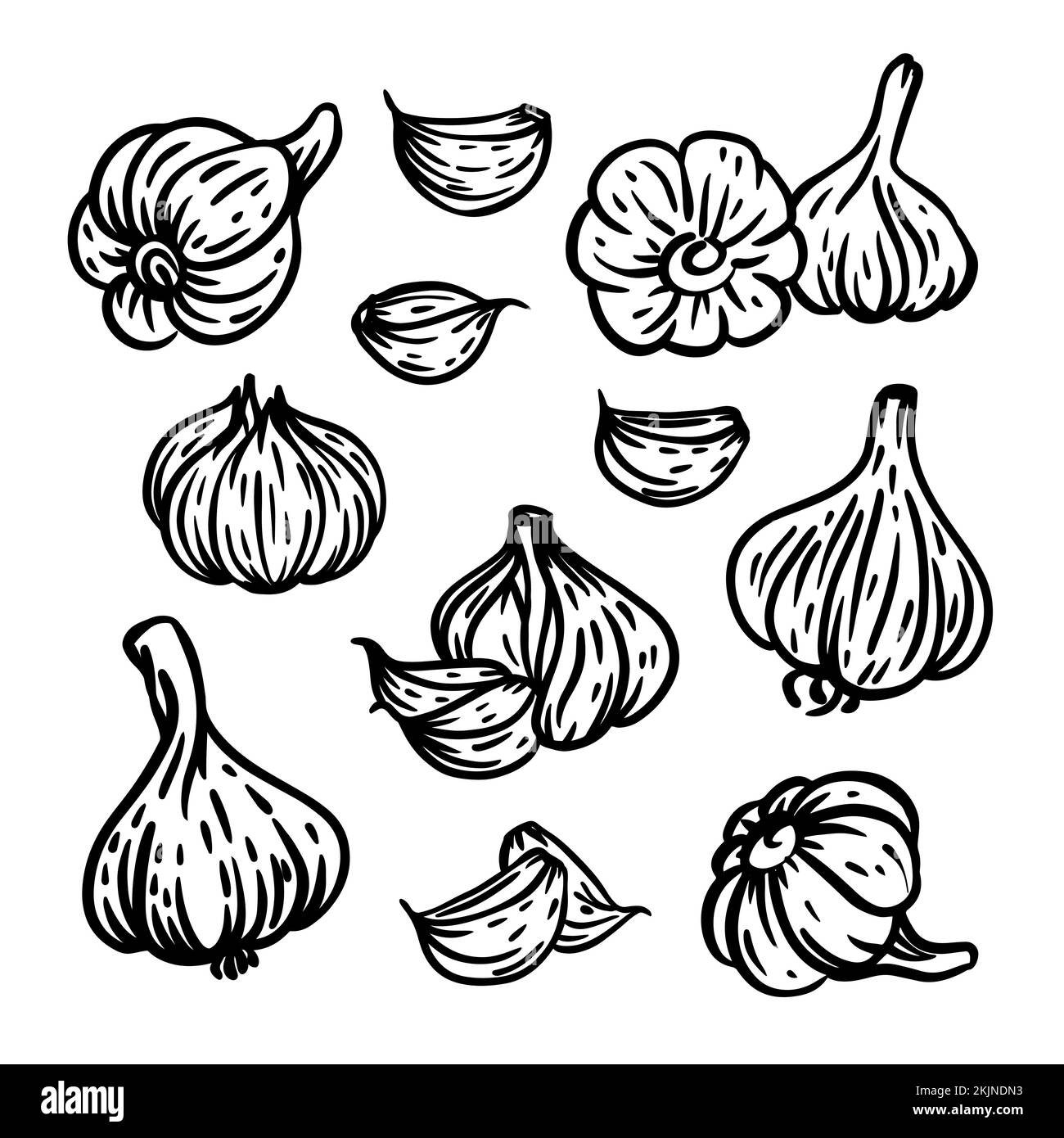 GARLIC Spicy Seasoning For Design Menu Of Restaurant Grocery Store And Food Market In Monochrome Sketch Style Hand Drawn Clip Art Vector Illustration Stock Vector
