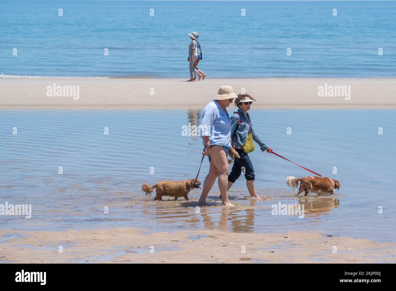 Adelaide, Australia. 25 November 2022.  People walking their dogs in the hot weather along the ocean in Adelaide Australia as temperatures are forecast to reach above 30celsius. Credit: amer ghazzal/Alamy Live News Stock Photo