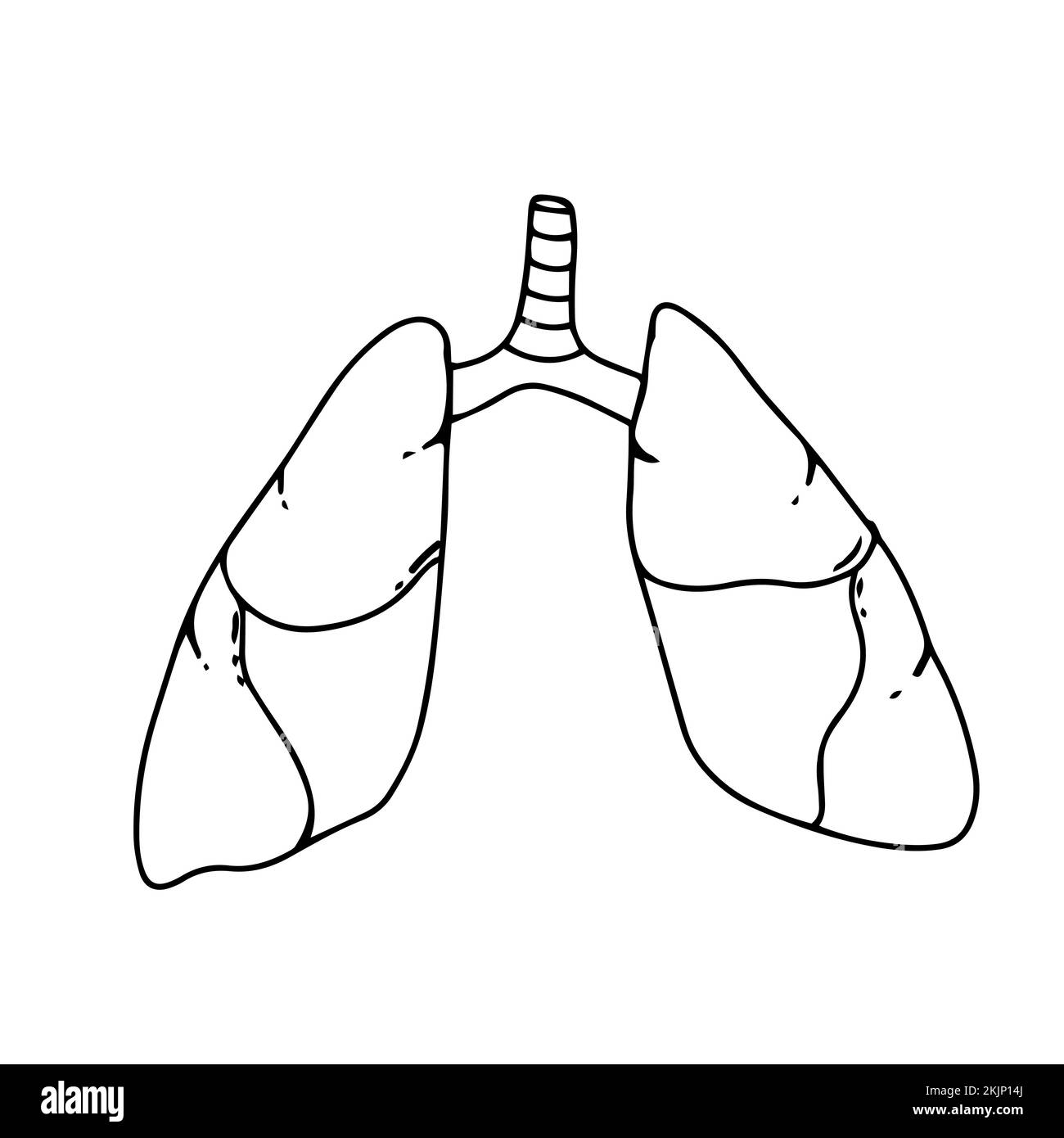 Lungs Human Internal Organ Isolated White Background With Gradient Mesh ...