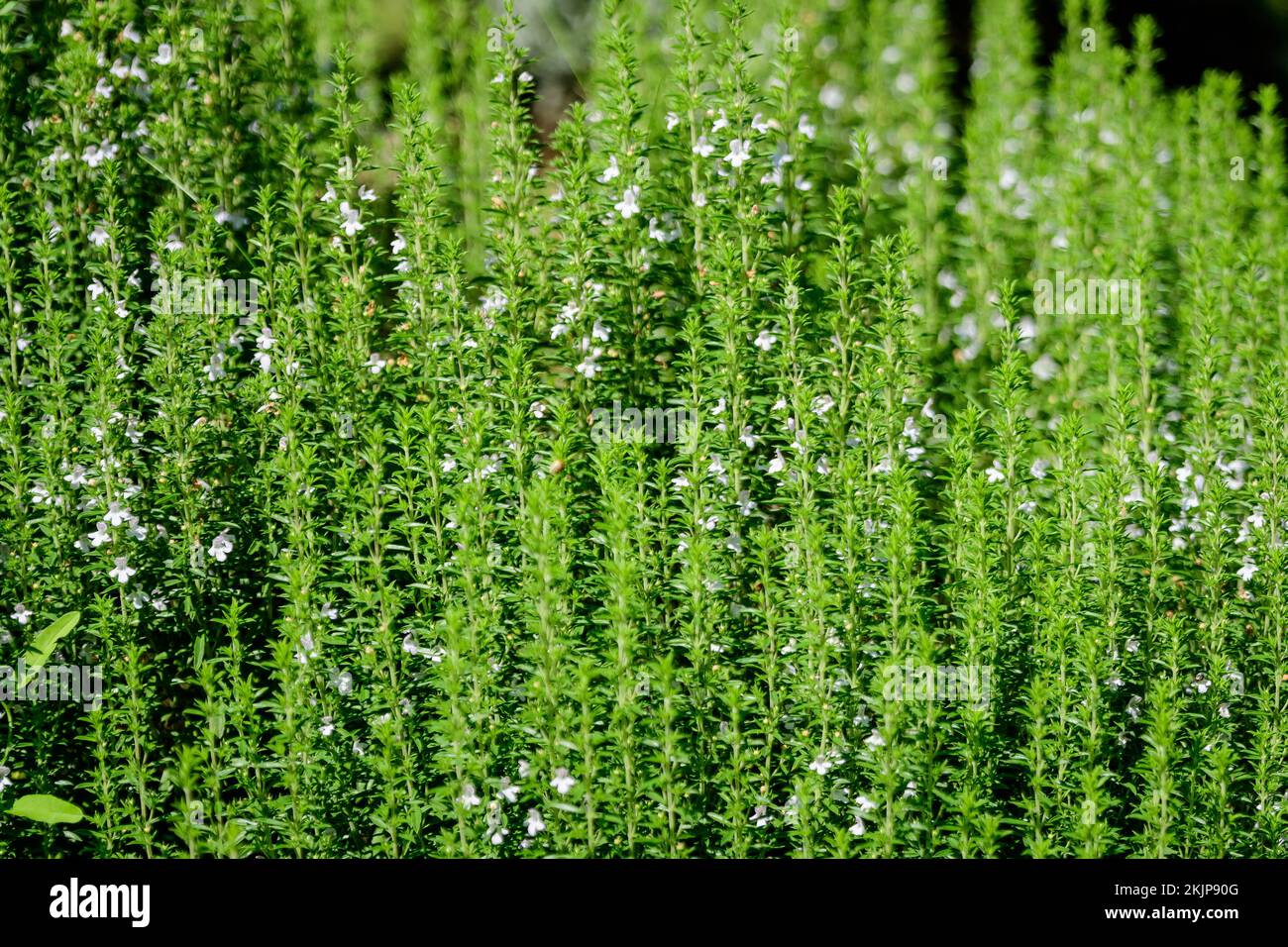 Many small green leaves and white flowers of Hyssopus officinalis plant, known as hyssop, in sunny summer garden, beautiful outdoor monochrome backgro Stock Photo