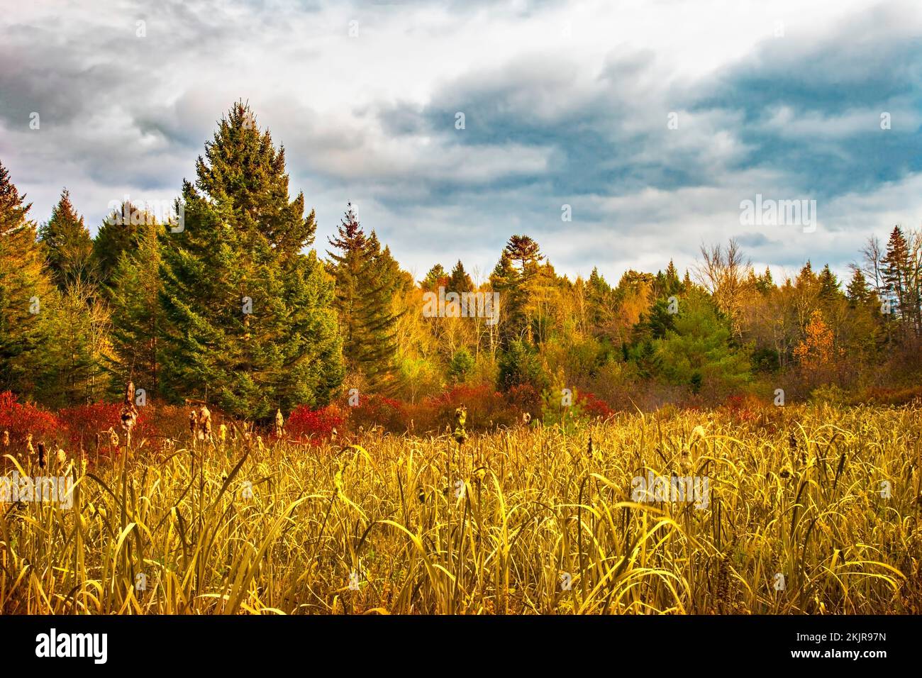 A cattail, highbush blueberry and red spruce wetland in Pennsylvania's Pocono Mountains Stock Photo