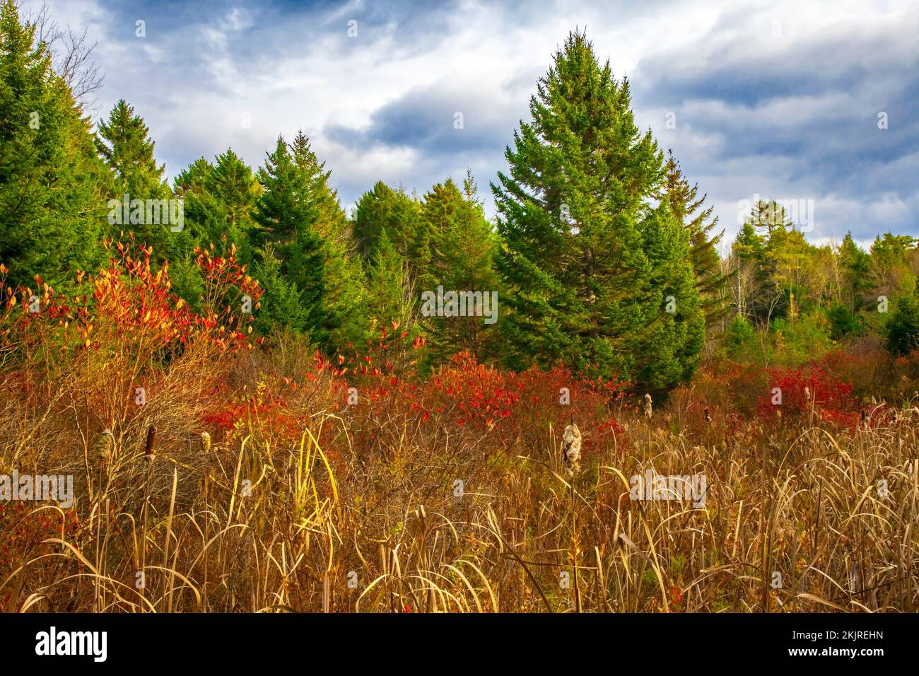 A cattail, highbush blueberry and red spruce wetland in Pennsylvania's Pocono Mountains Stock Photo