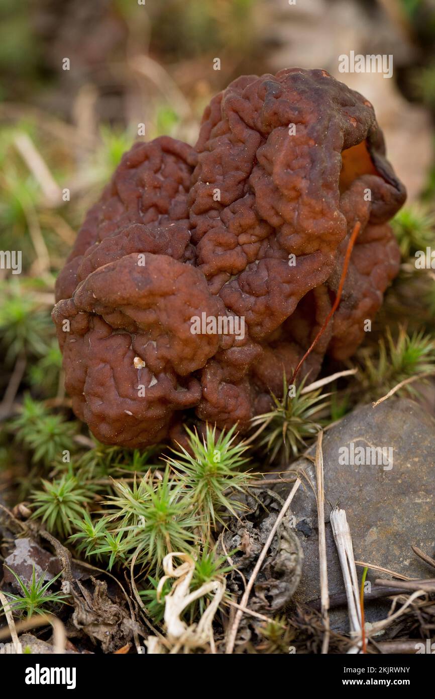 A False Morel Mushroom, Gyromitra esculenta, found growing on a mountain slope above the South Fork of Callahan Creek, in Lincoln County, Montana.  Co Stock Photo