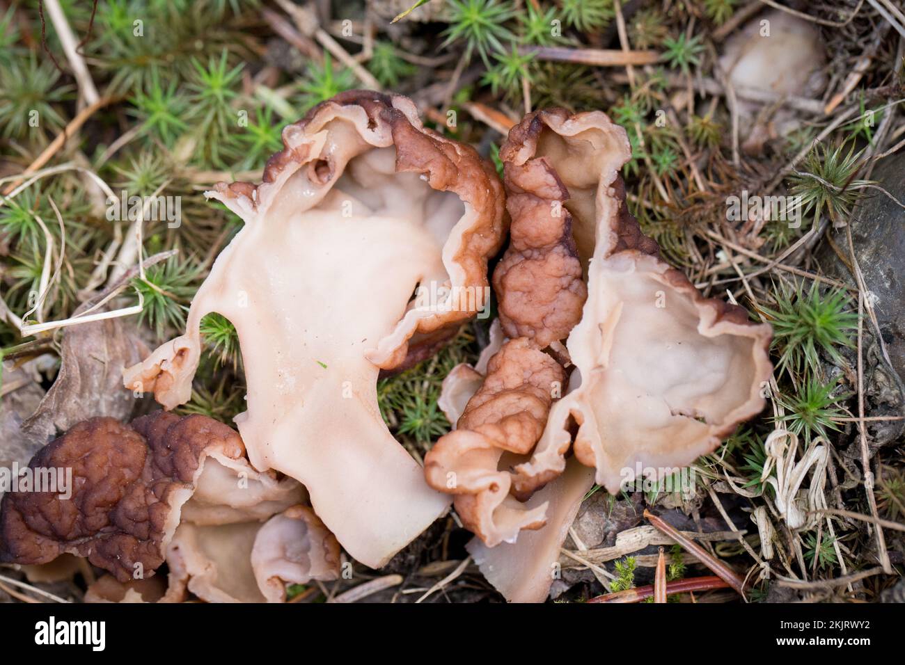 A False Morel Mushroom, Gyromitra esculenta, sliced in half. This mushroom was found growing on a mountain slope above the South Fork of Callahan Cree Stock Photo