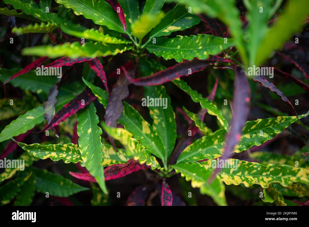 Leaves background of variegated croton with yellow and purple spots Stock Photo