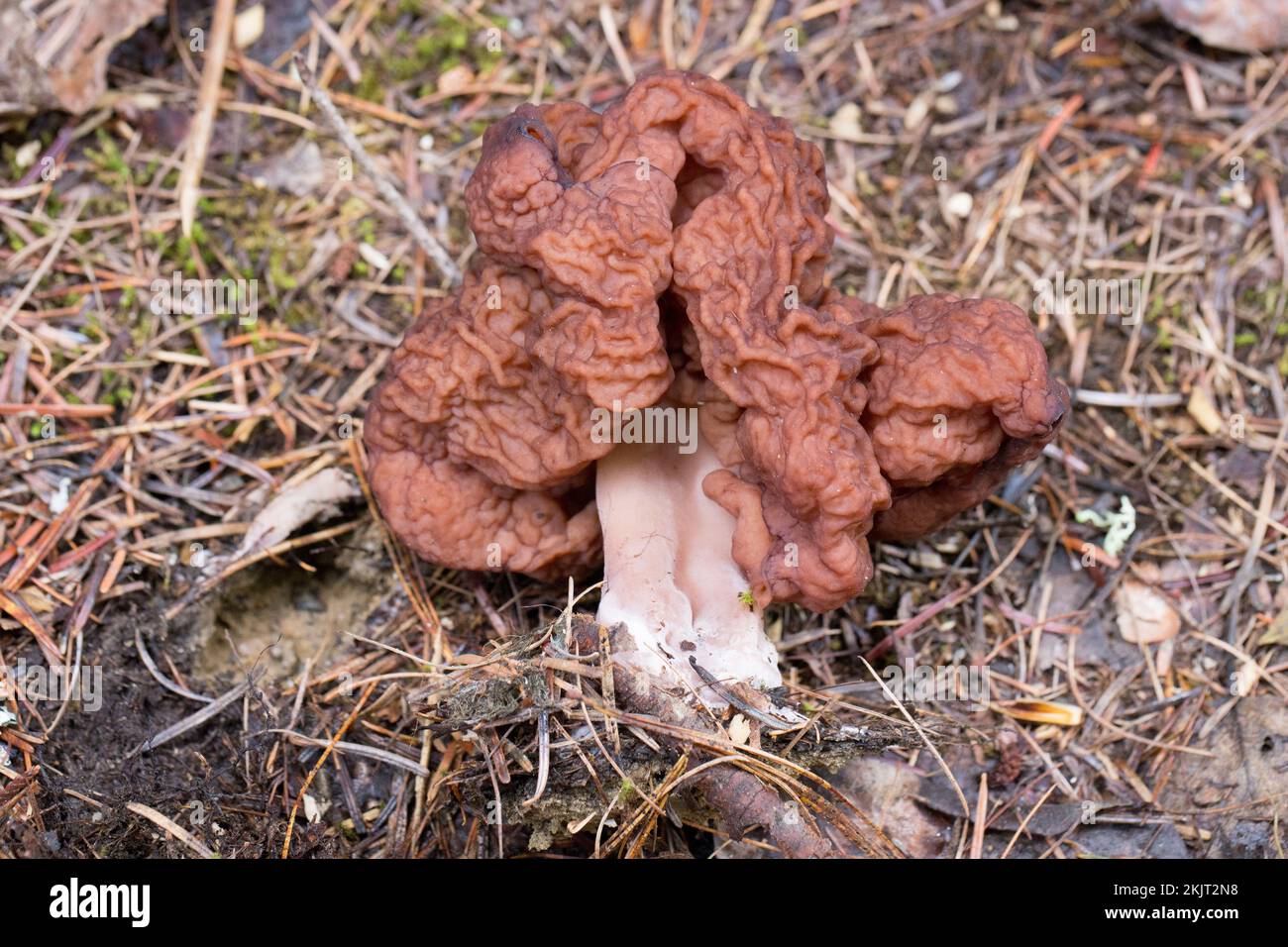 A False Morel Mushroom, Gyromitra esculenta, found growing on a mountain slope above the South Fork of Callahan Creek, in Lincoln County, Montana.  Co Stock Photo