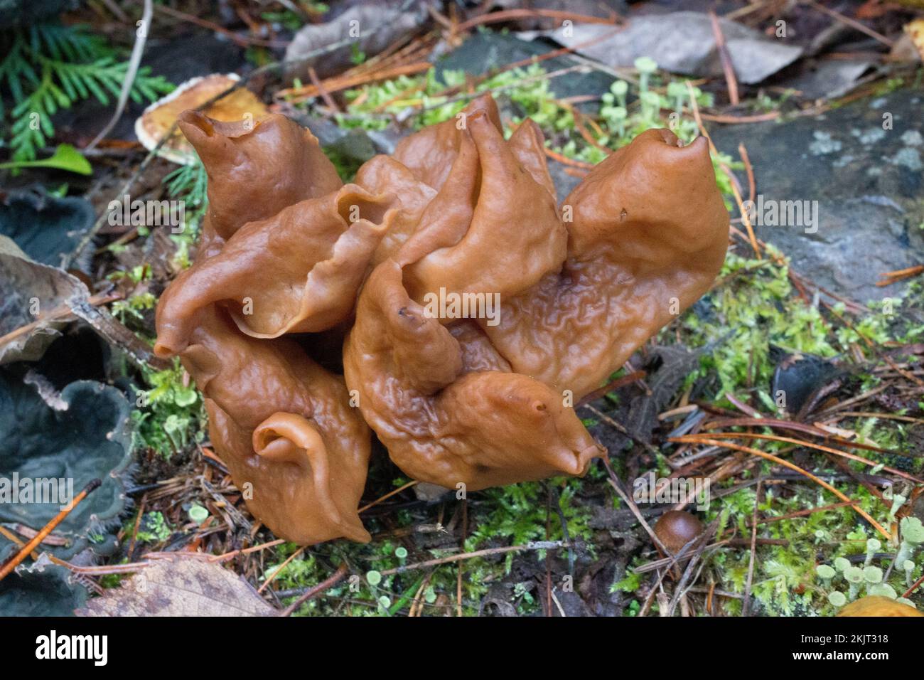 An elfin saddle, Gyromitra infula, found growing in the moss on a mountain slope above Callahan Creek, in Lincoln County, Montana  Common names for G. Stock Photo