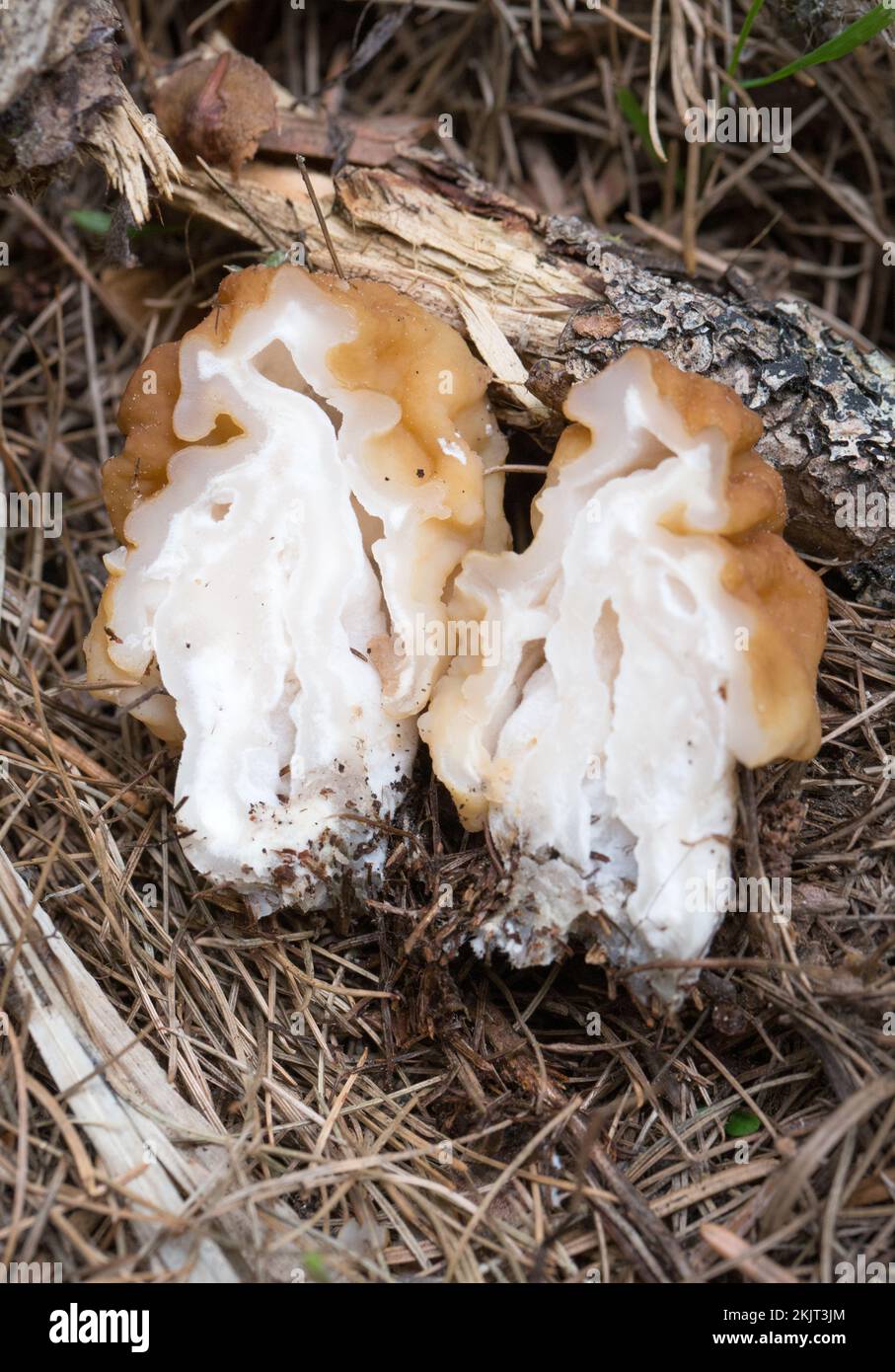 The cross section of a False Morel Mushroom, Gyromitra montana, nestled