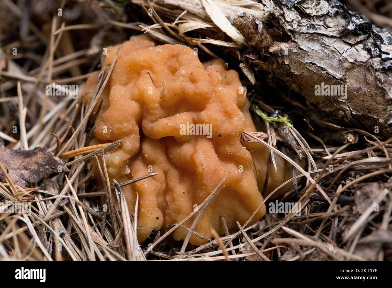 A False Morel Mushroom, Gyromitra montana, nestled in pine needles, found growing on a mountain slope above Callahan Creek, in Lincoln County, Montana Stock Photo