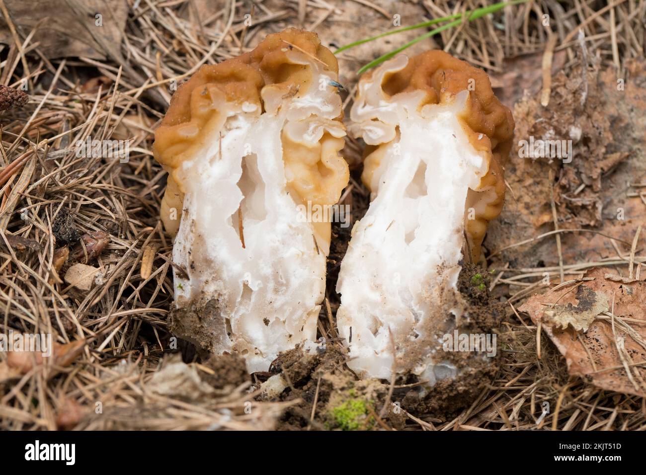 The cross section of a False Morel Mushroom, Gyromitra montana, nestled