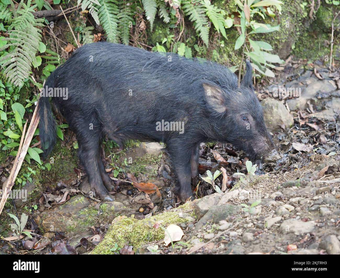 Wild (feral) boar on Maui, Hawaii Stock Photo