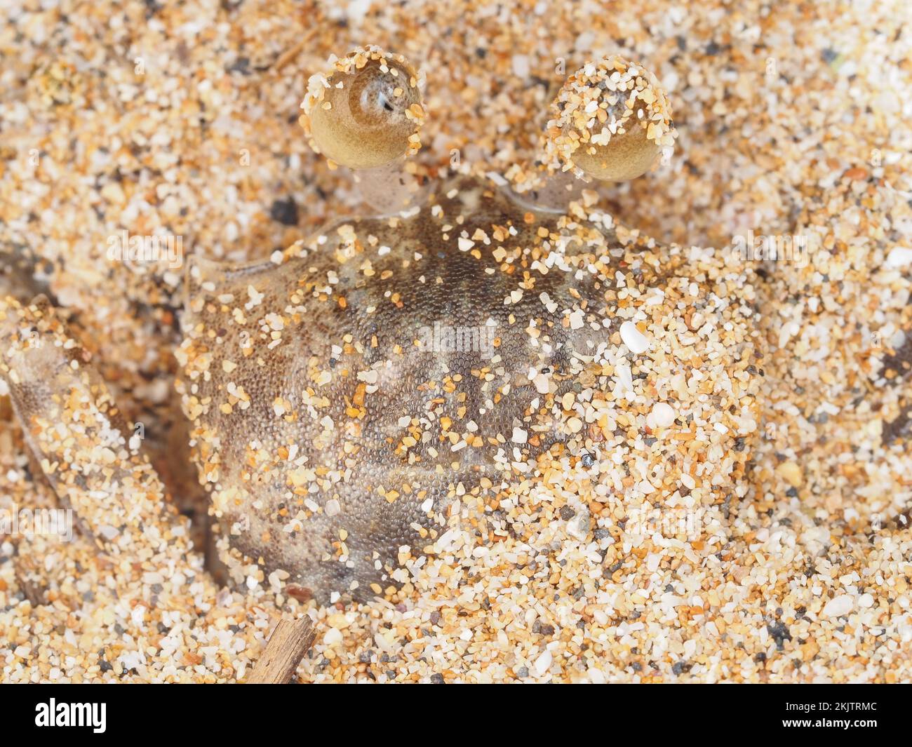 Small crab hiding in sand on Maui, Hawaii Stock Photo