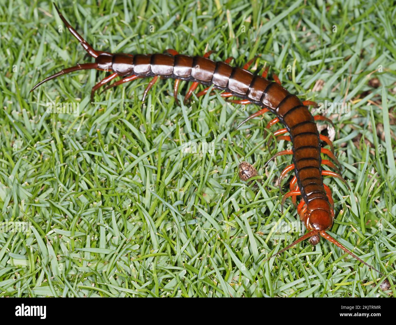 Hawaiian centipede (Scolopendra subspinipes) - large medically significant venomous centipede - on Maui, Hawaii Stock Photo