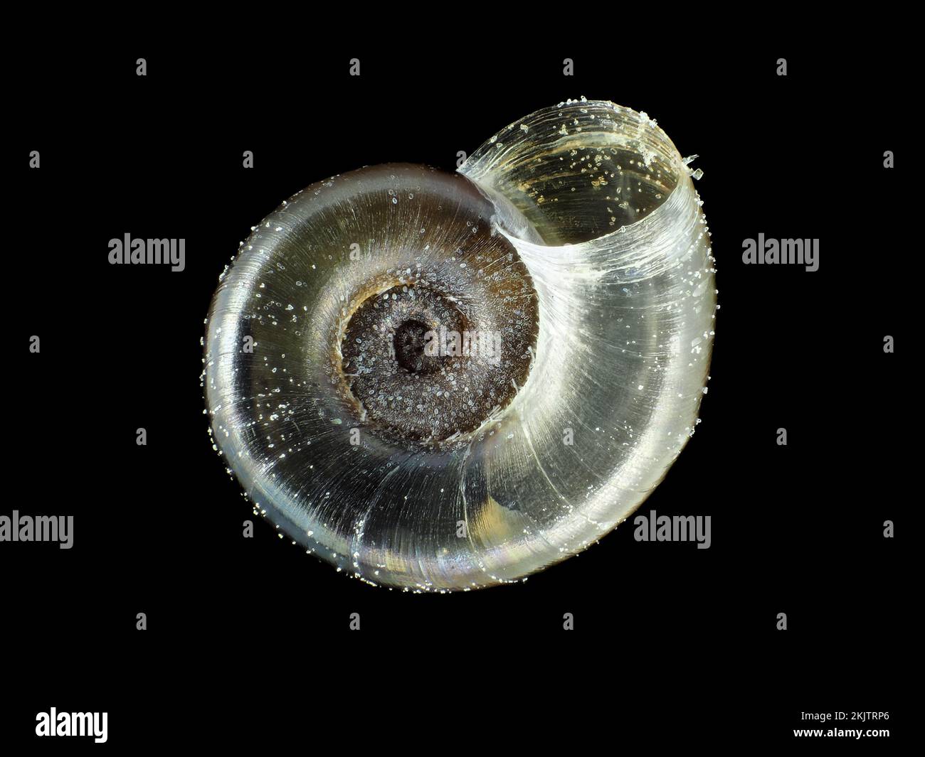 Tiny fungivore snail shell under the microscope Stock Photo
