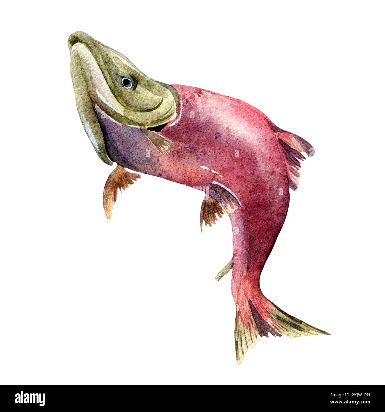 Single sockeye salmon, coho watercolor illustration isolated on white ...