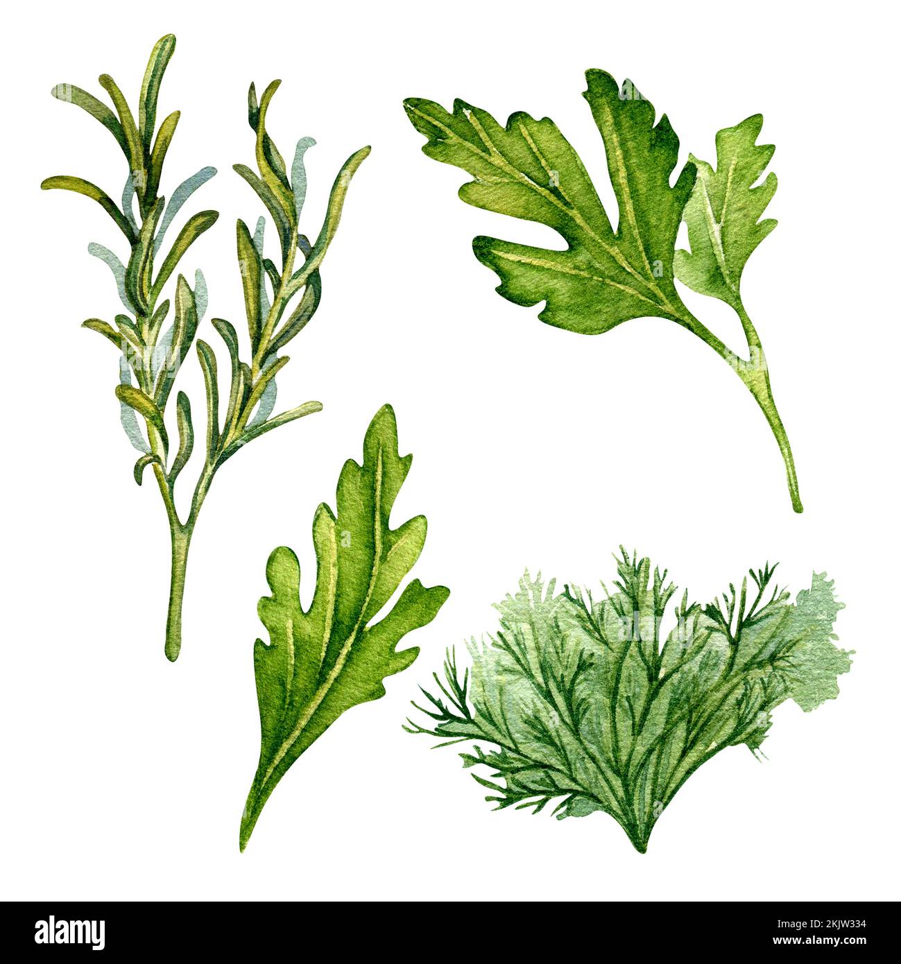 Set of green fresh plants watercolor illustration isolated on white