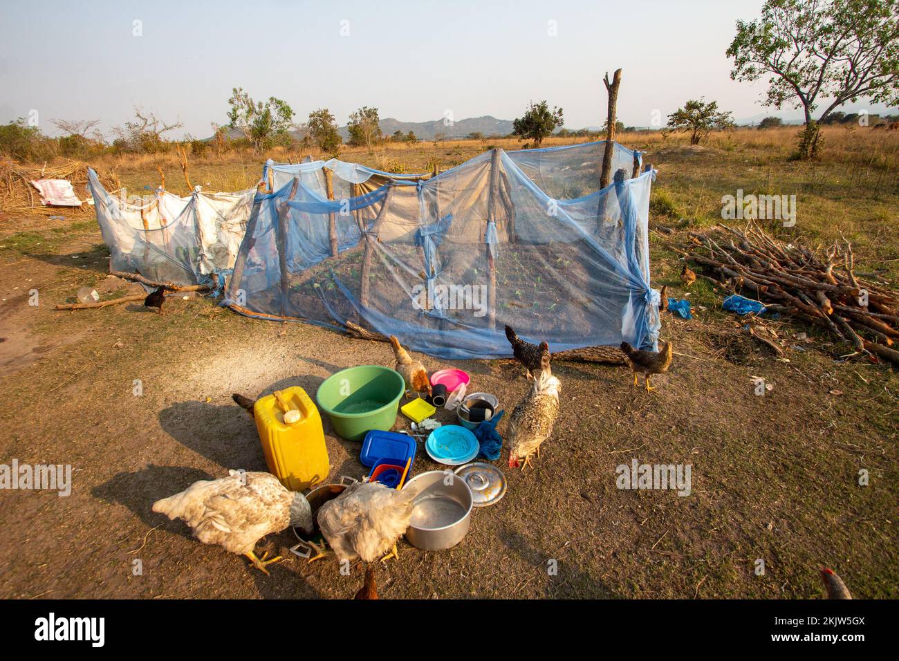 A backyard in Africa, with dishes and mosquito nets used to fence off  family vegetable gardens Stock Photo - Alamy