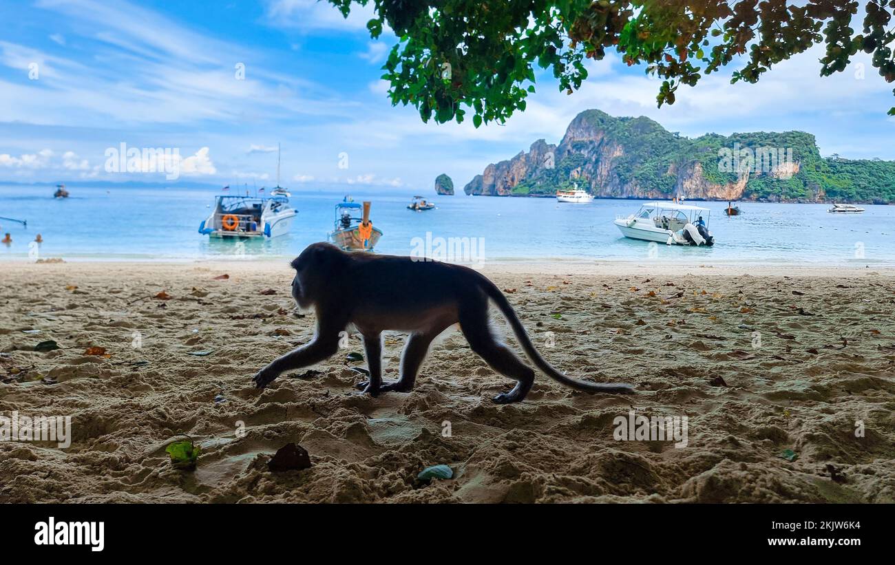 Monkey at the beach in Koh Phi Phi Thailand, Monkey beach Phi Phi Stock Photo Alamy