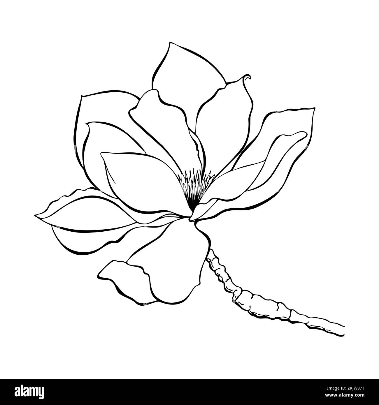 Magnolia flower sketch contour lines. Vector illustration Stock Vector