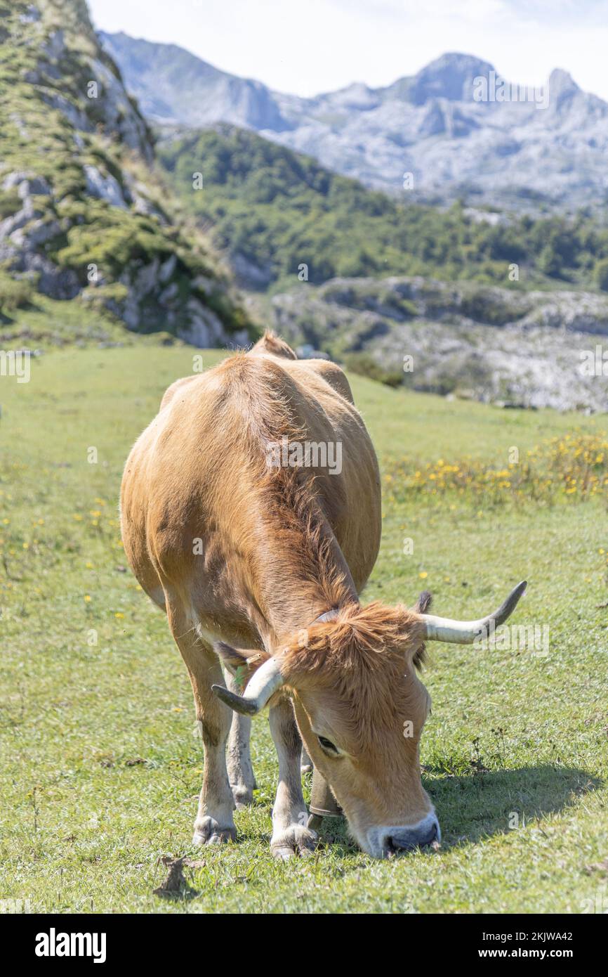 Asturian Mountain cattle (cow) in Picos de Europa National Park, Asturias, Spain Stock Photo